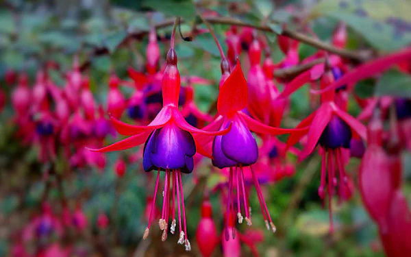 Close-up of vibrant fuchsia flowers with purple petals and red sepals, captured in HD as a nature-themed PC desktop wallpaper and background.