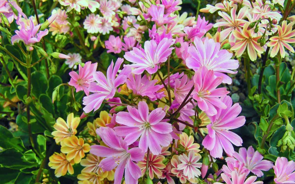  Lewisia Flowers