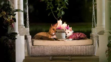movie Beverly Hills Chihuahua HD Desktop Wallpaper | Background Image