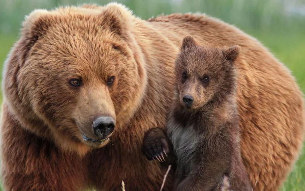 Animal bear HD Desktop Wallpaper | Background Image