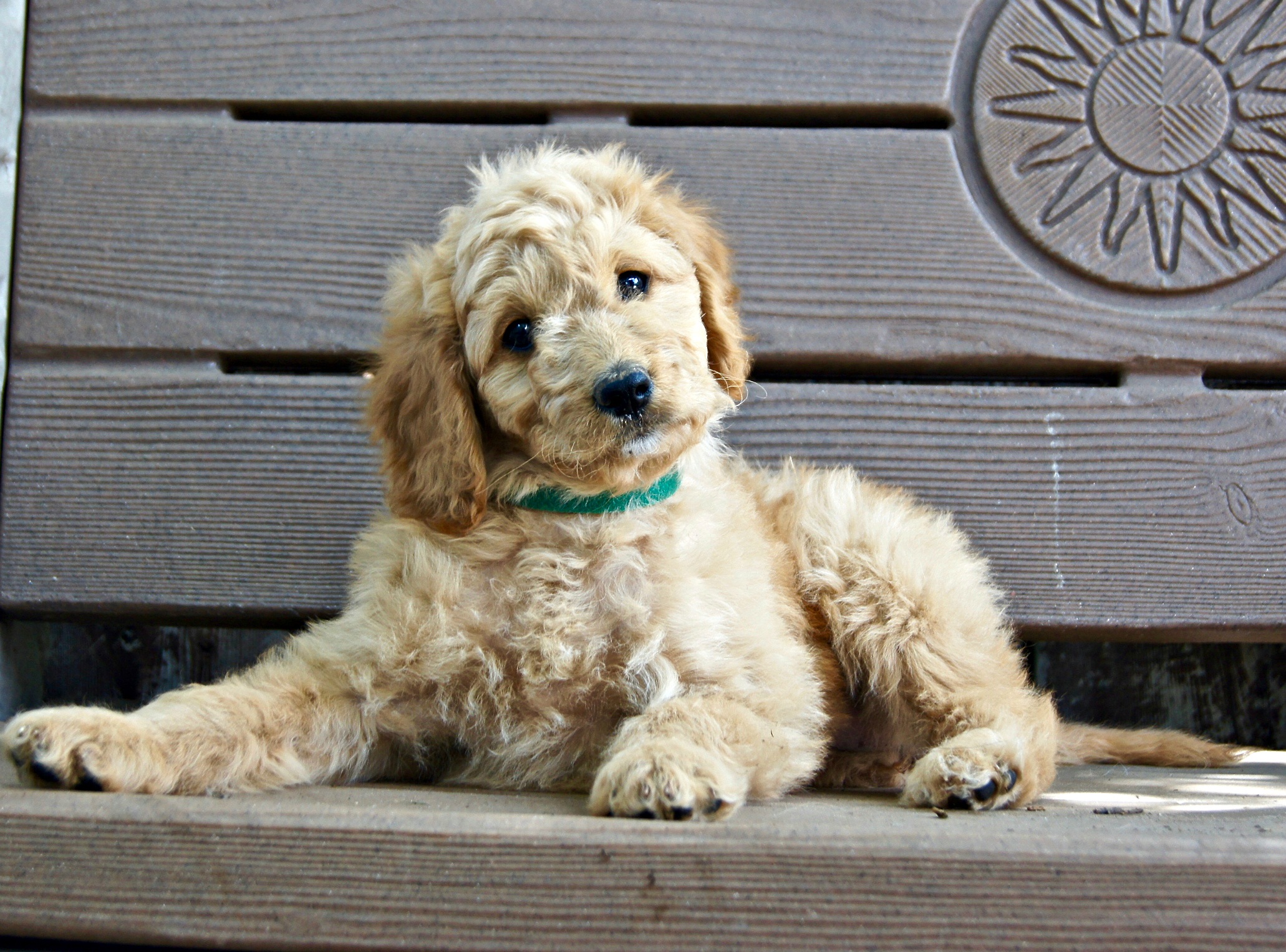 Download Bench Dog Animal Puppy HD Wallpaper