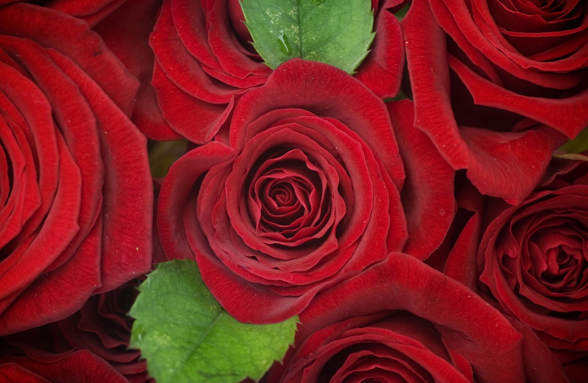 Red Roses 5k Retina Ultra HD Wallpaper Background Image