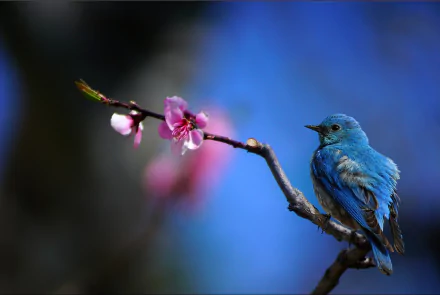 A vibrant bluebird perched on a blossoming branch with pink flowers, set against a soft, blurred blue background in this HD PC desktop wallpaper.