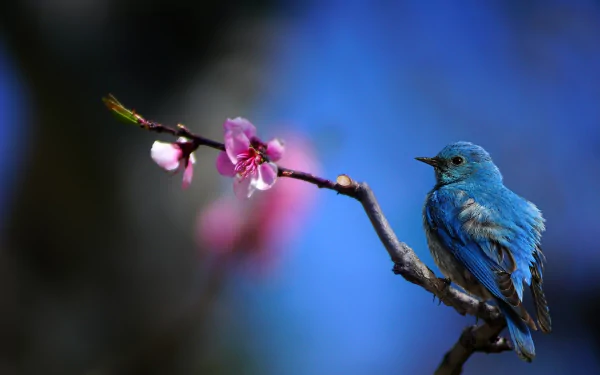 A vibrant bluebird perched on a blossoming branch with pink flowers, set against a soft, blurred blue background in this HD PC desktop wallpaper.