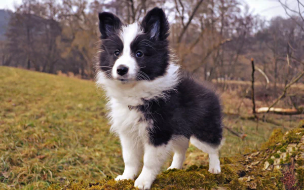 Adorable Shetland Sheepdog puppy standing alert on mossy ground in a natural outdoor setting, captured in HD for a vibrant PC desktop wallpaper.