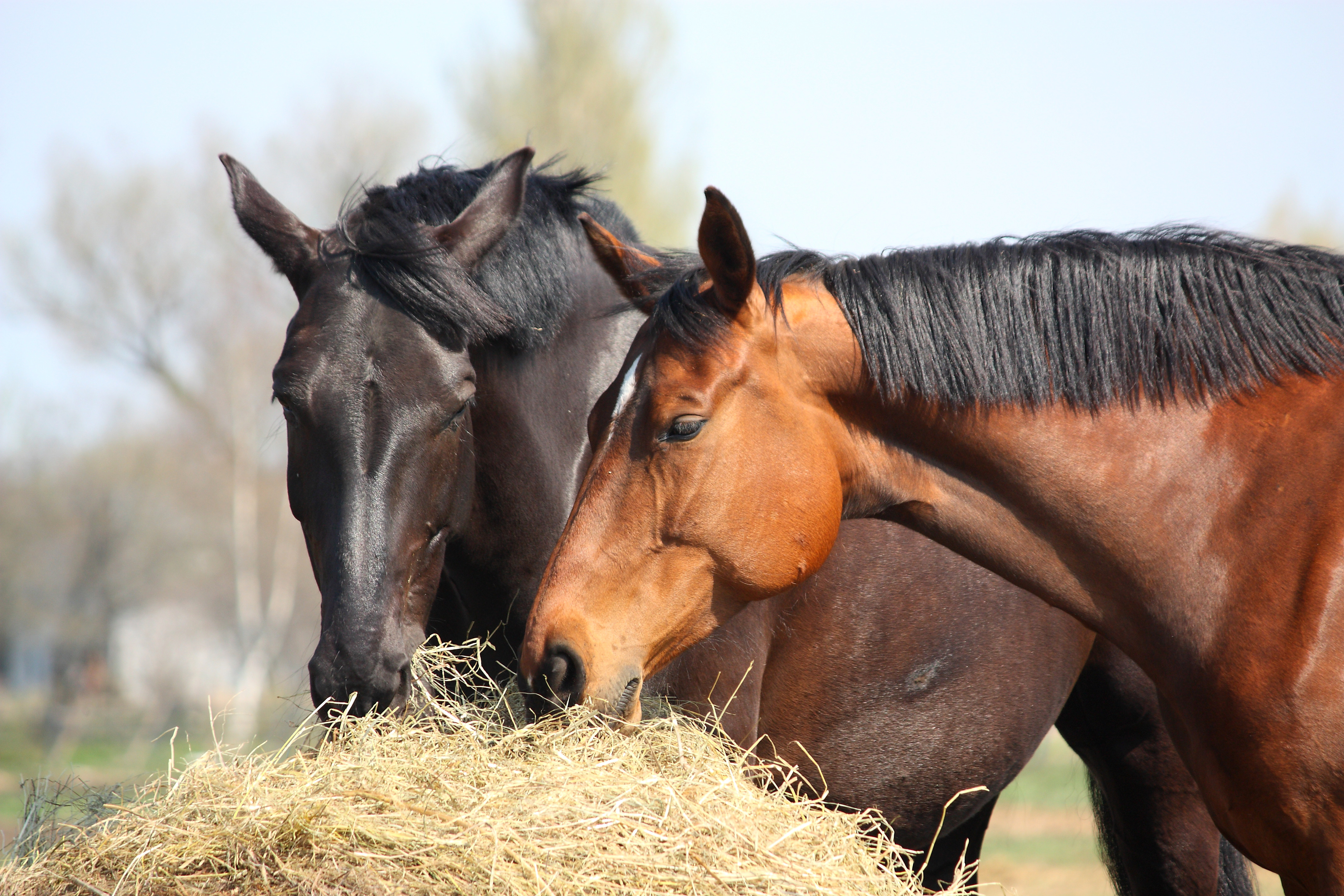 Horse 4k Ultra HD Wallpaper Background Image 4272x2848 ID 801751 Wallpaper Abyss