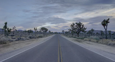 A highway running through the desert landscape of Joshua Tree National Park in California. The road is flanked by iconic Joshua trees under a moody sky, captured in high-definition detail.