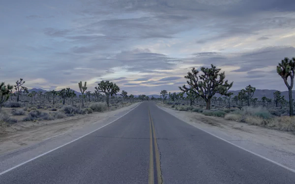 A highway running through the desert landscape of Joshua Tree National Park in California. The road is flanked by iconic Joshua trees under a moody sky, captured in high-definition detail.