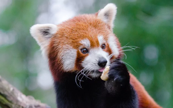Animal red panda HD Desktop Wallpaper | Background Image