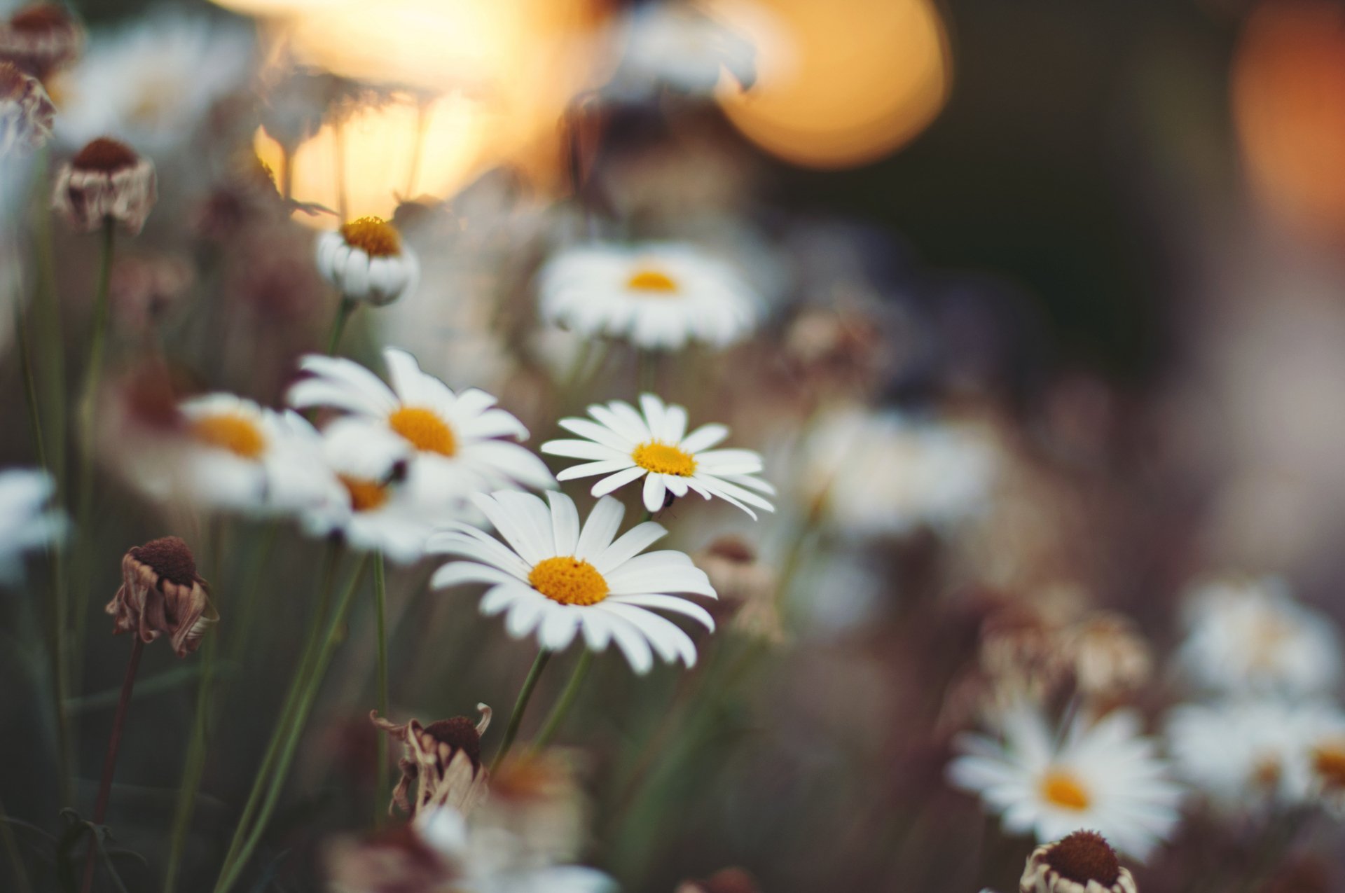 Download Close-up White Flower Flower Nature Camomile HD Wallpaper