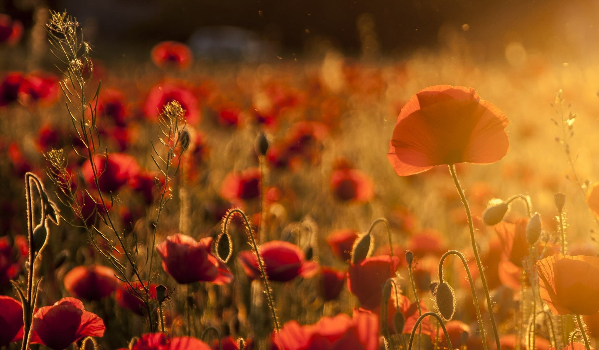 Download Sunny Nature Red Flower Summer Flower Poppy HD Wallpaper