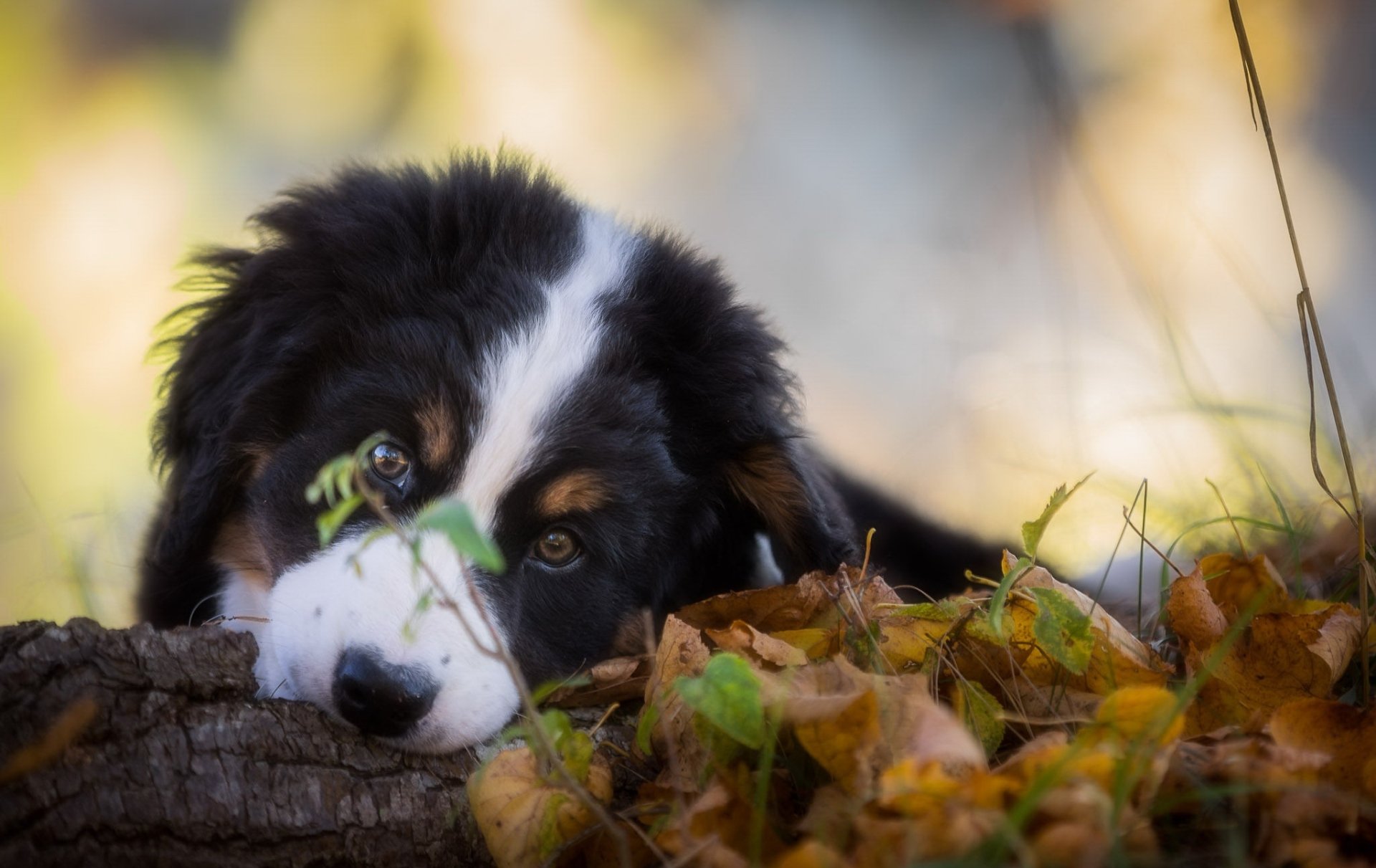 Download Muzzle Puppy Baby Animal Dog Animal Sennenhund HD Wallpaper