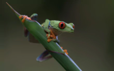 Close-up of a green red-eyed tree frog clinging to a leaf, showcasing the vibrant colors of this amphibian in sharp HD detail.