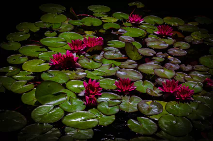  Water Lilies