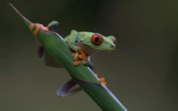 Close-up of a green red-eyed tree frog clinging to a leaf, showcasing the vibrant colors of this amphibian in sharp HD detail.
