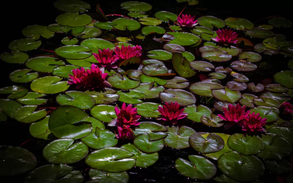  Water Lilies
