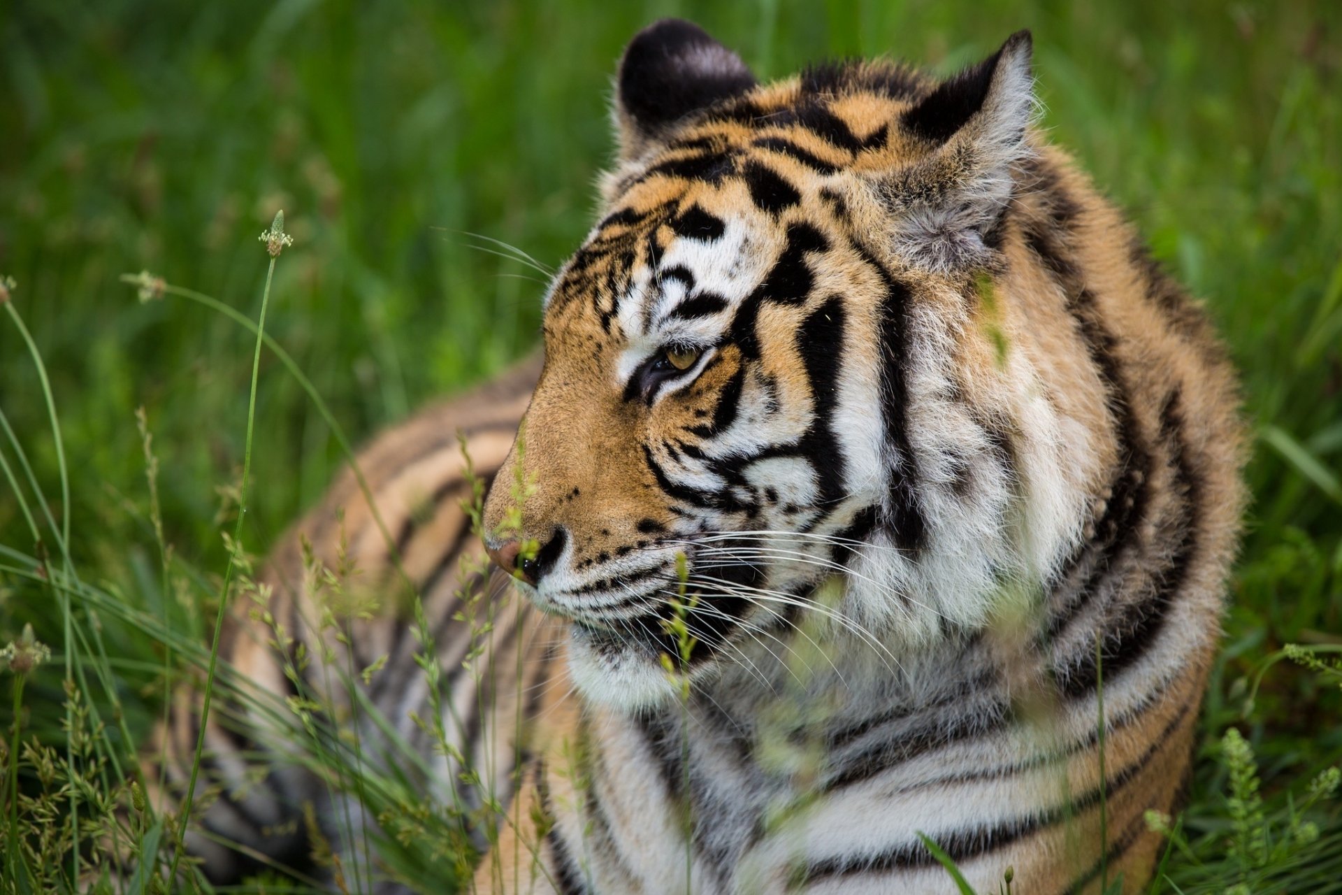 Download Animal Tiger HD Wallpaper