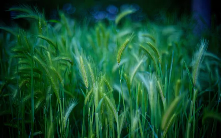 5K Ultra HD PC desktop wallpaper/background: close-up of green wheat stalks swaying in a soft-focus natural field.