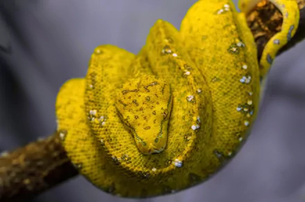 Close-up HD desktop wallpaper of a vibrant yellow python coiled around a branch, showcasing detailed texture and striking reptile scales.