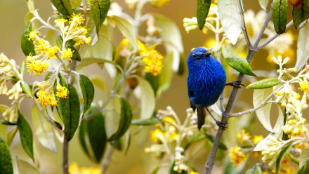  Blue Tanager