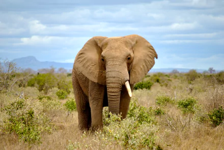 HD desktop wallpaper of an African bush elephant standing in a savanna with bushes, captured with a shallow depth of field under a cloudy sky.