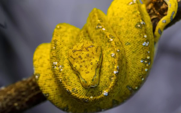 Close-up HD desktop wallpaper of a vibrant yellow python coiled around a branch, showcasing detailed texture and striking reptile scales.
