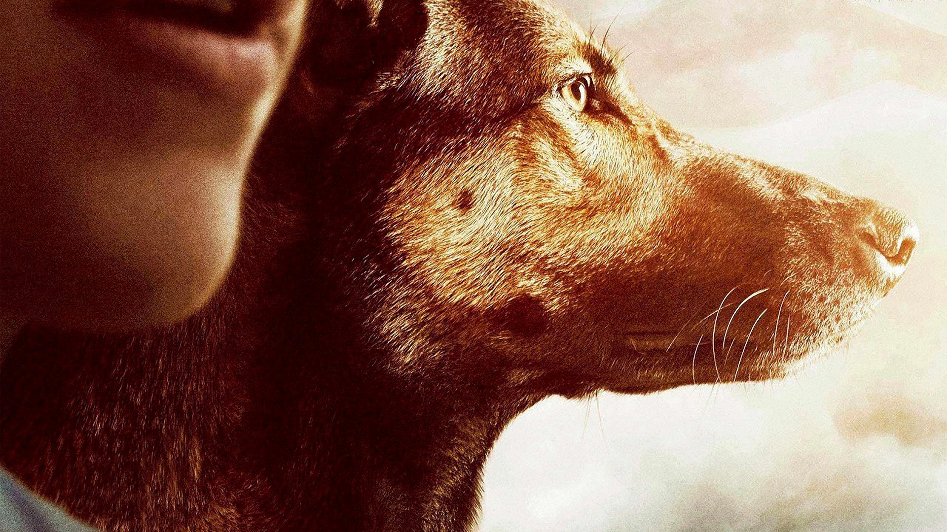 Download Dog Movie Max HD Wallpaper