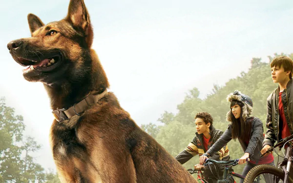 Belgian Malinois dog movie Max HD Desktop Wallpaper | Background Image