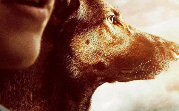 dog movie Max HD Desktop Wallpaper | Background Image
