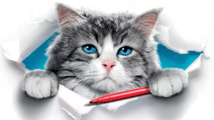 cat movie Nine Lives HD Desktop Wallpaper | Background Image