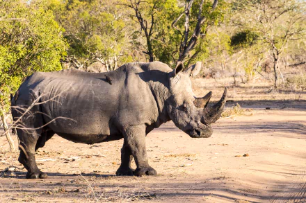 sunny Animal rhino HD Desktop Wallpaper | Background Image