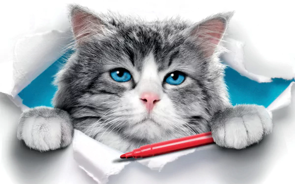 cat movie Nine Lives HD Desktop Wallpaper | Background Image