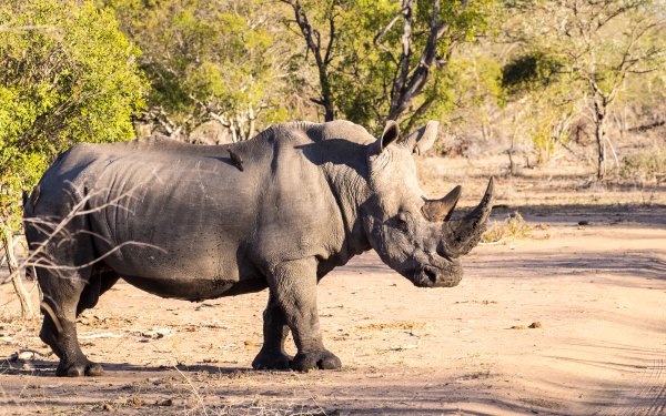 Animal Rhino Rhinoceros Sunny HD Wallpaper | Background Image