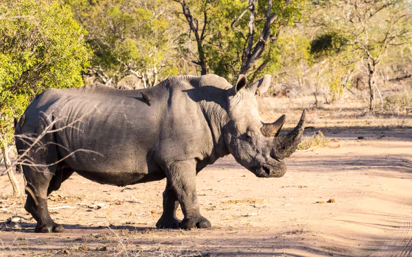 sunny Animal rhino HD Desktop Wallpaper | Background Image