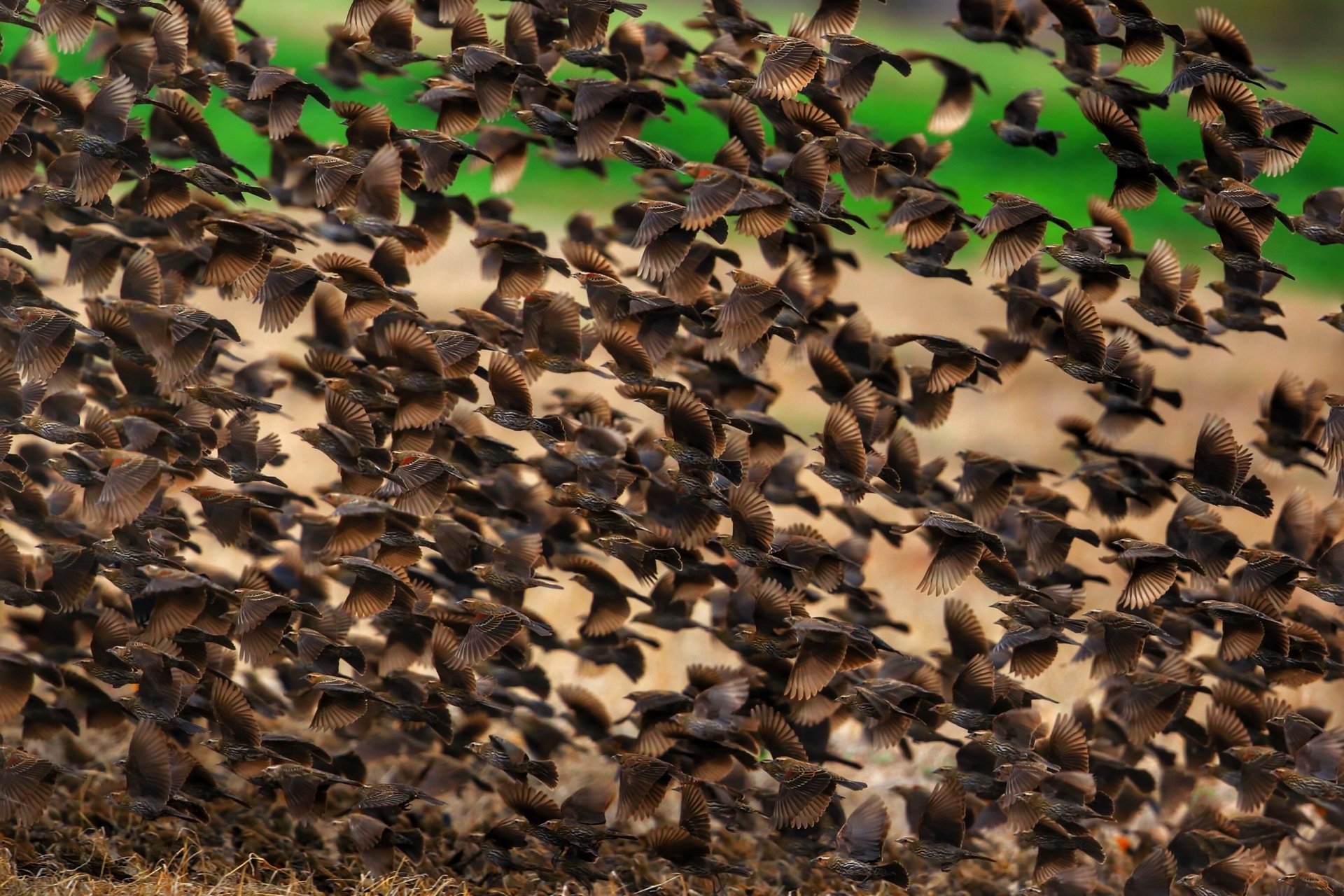 Download Flock Of Birds Animal Bird HD Wallpaper