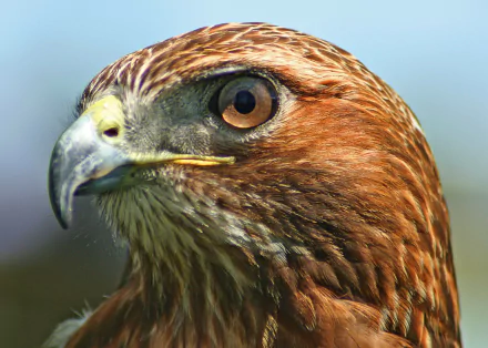  Face of a Red-Tailed Hawk