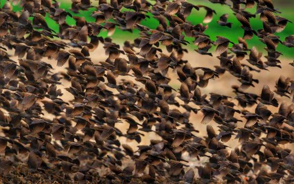 Flock of birds in flight captured in high definition, creating a dynamic animal-themed PC desktop wallpaper and background.