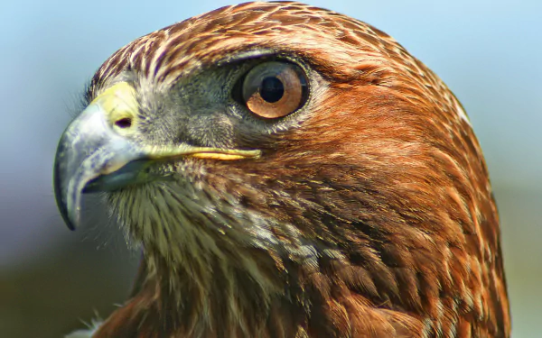  Face of a Red-Tailed Hawk