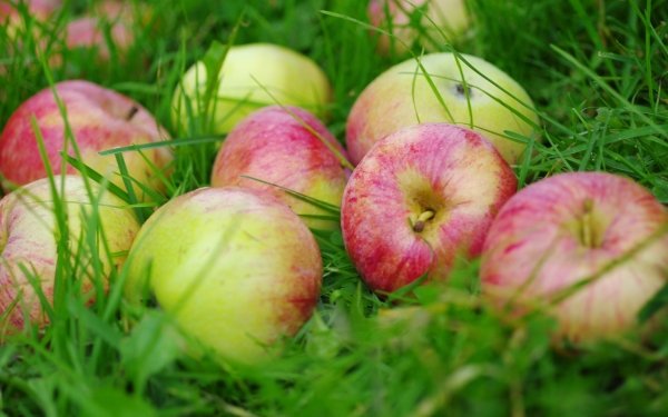 Food Apple Fruits Grass Fruit HD Wallpaper | Background Image