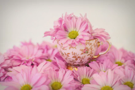  Pink Daisies in a Teacup