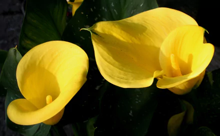 yellow flower nature flower calla lily HD Desktop Wallpaper | Background Image