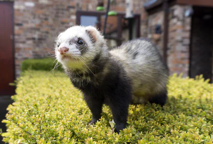 Animal ferret HD Desktop Wallpaper | Background Image