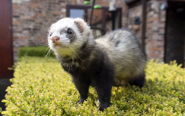 Animal ferret HD Desktop Wallpaper | Background Image