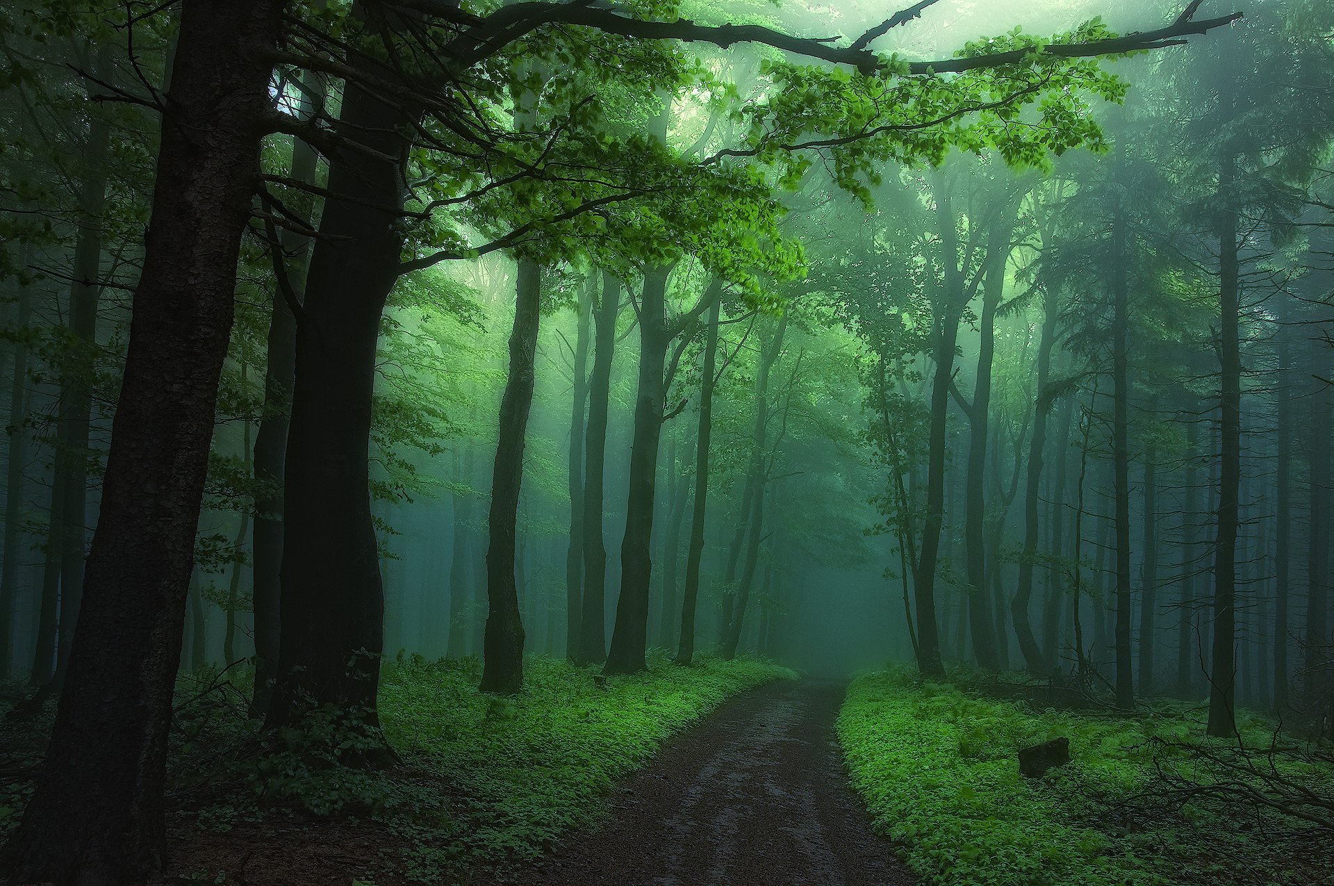 A misty forest path surrounded by lush green trees, creating a serene and mystical atmosphere. This high-definition desktop wallpaper captures the beauty of nature in a tranquil forest setting.