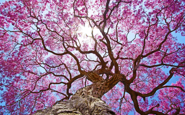 HD desktop wallpaper featuring the canopy of a sakura tree in full pink blossom against a clear blue sky, showcasing the beauty of nature.