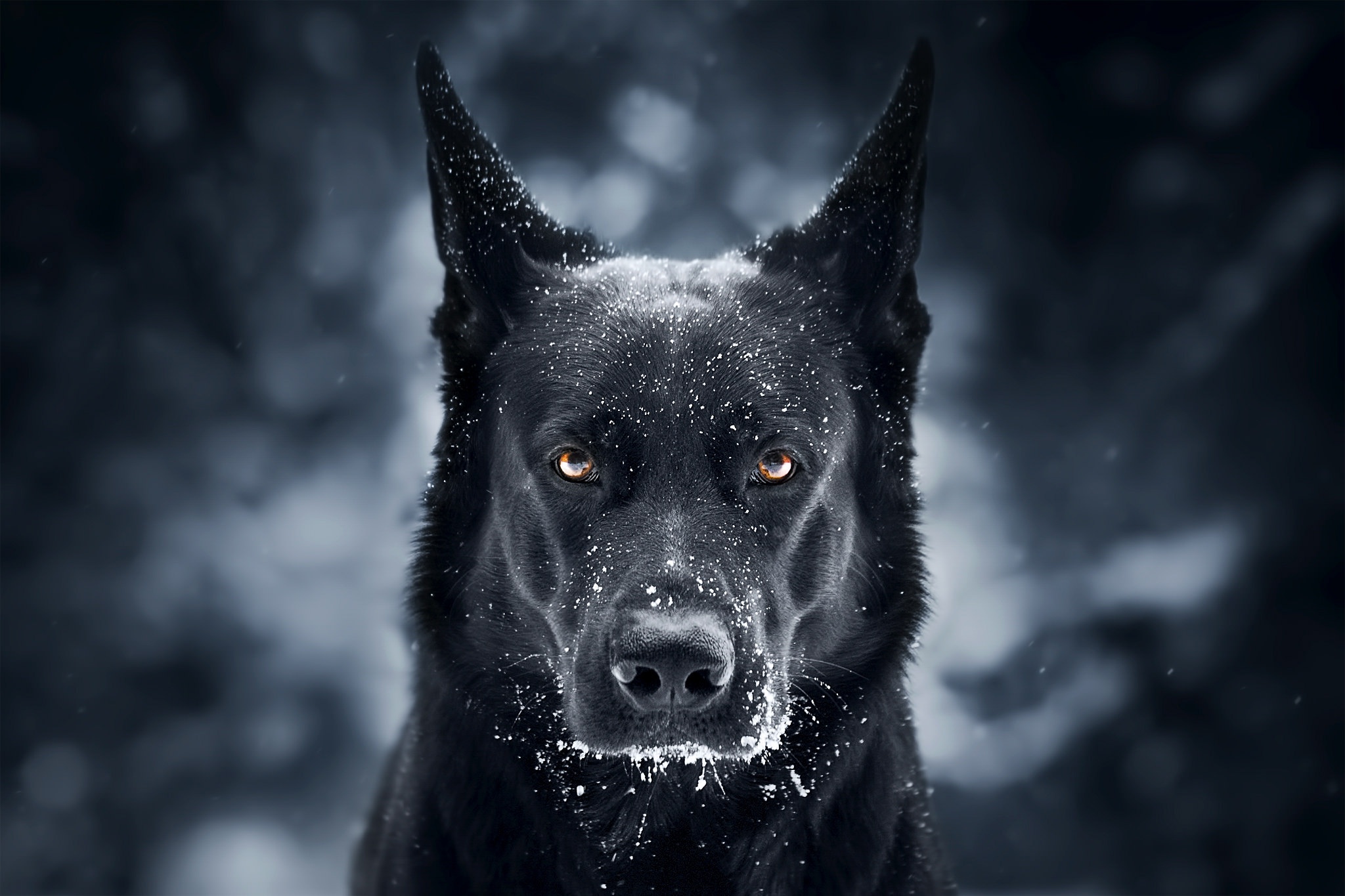 Animal German Shepherd HD Wallpaper | Background Image