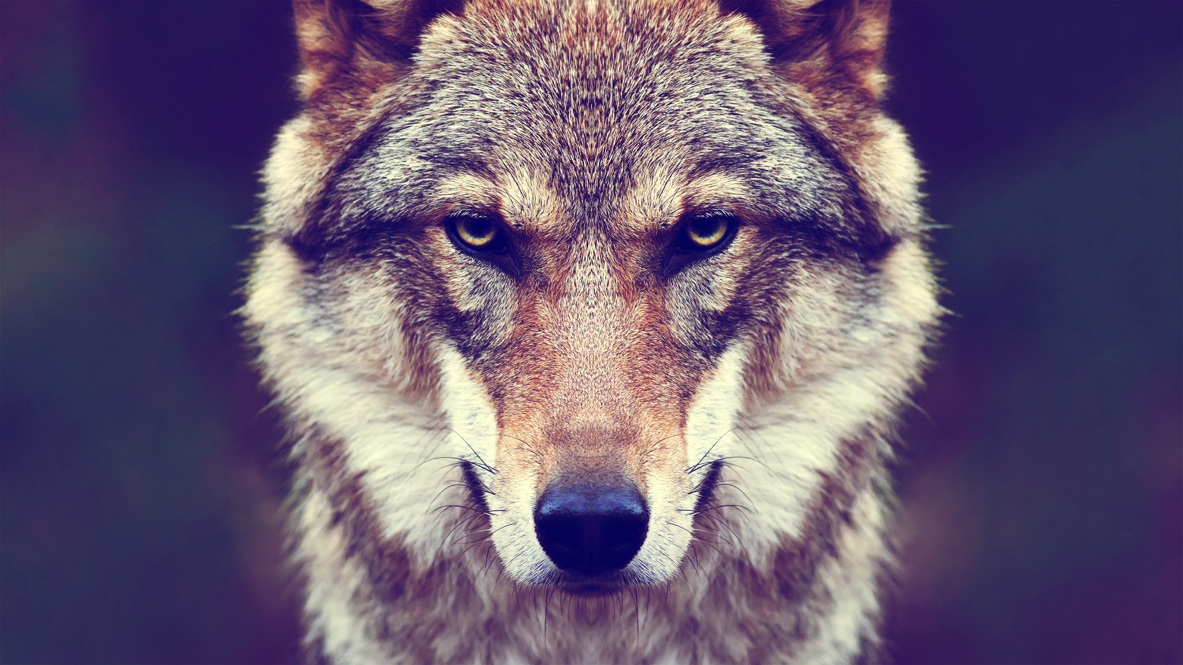 Fonds Decran Vue De Face De Loup Blanc Visage 3840x2160 Uhd 4k Image Images