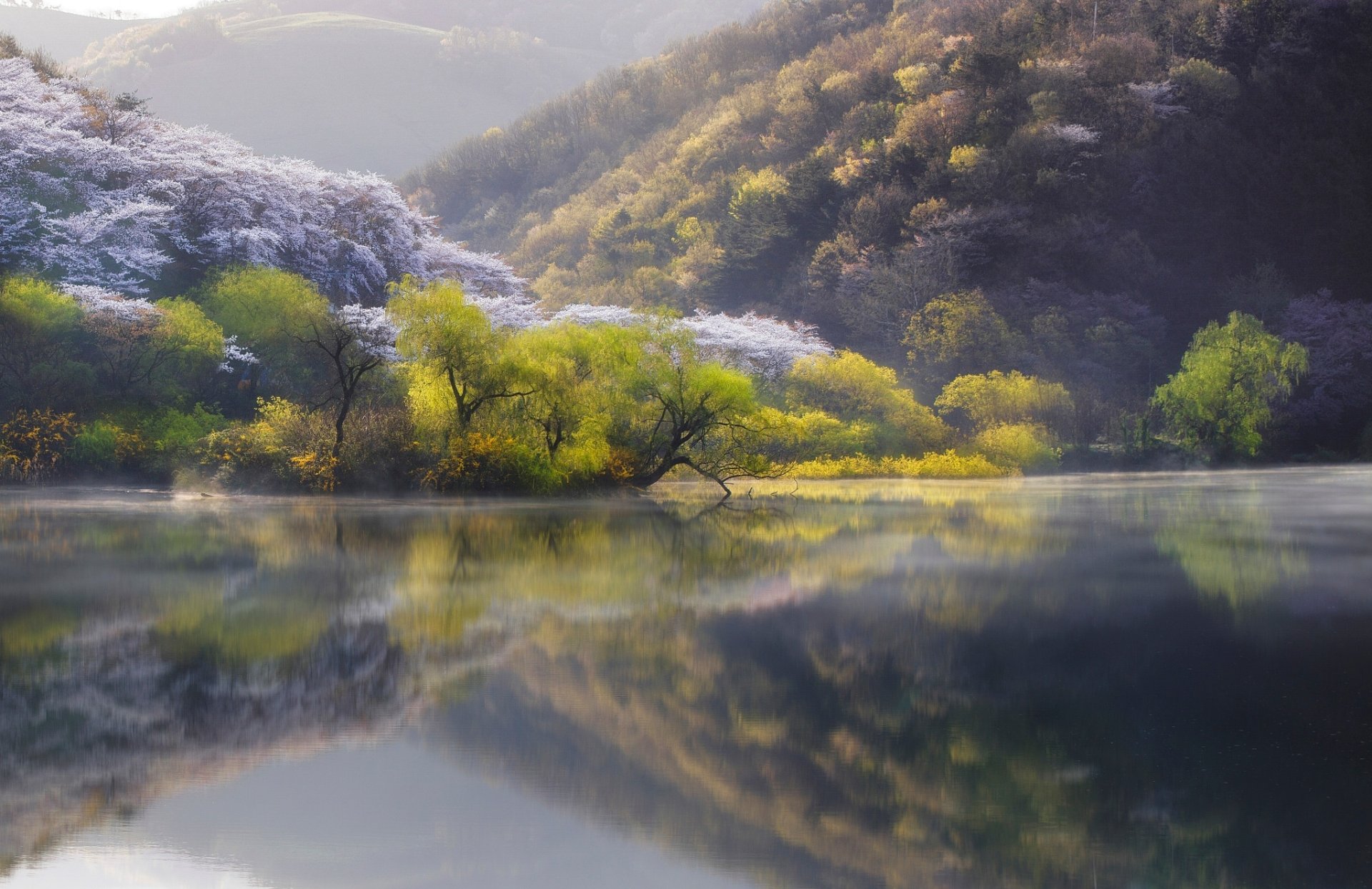 Download Lake Tree Nature Reflection HD Wallpaper