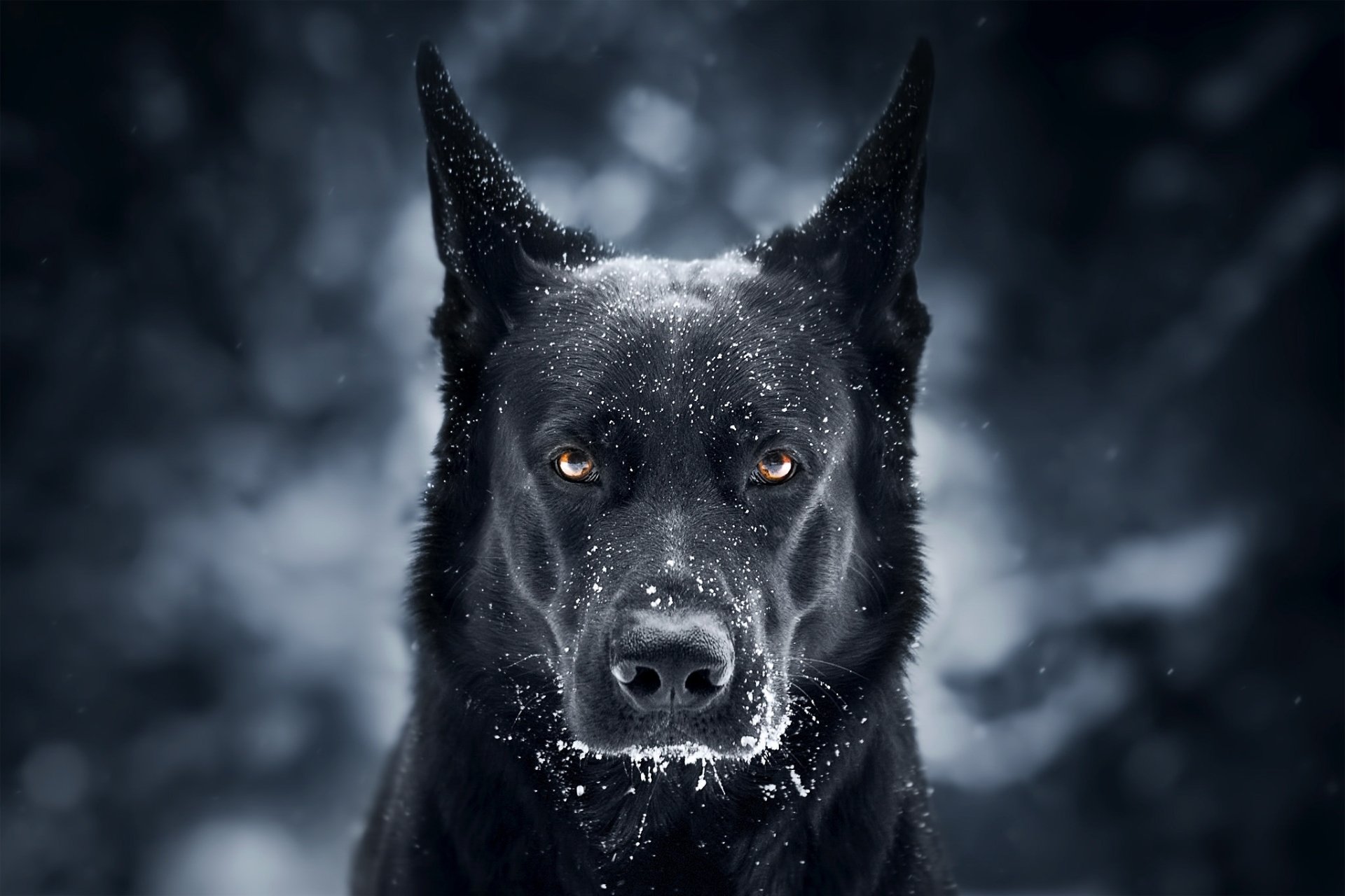 Majestic Snowy Stare - German Shepherd HD Wallpaper by Jelena Jovanovic