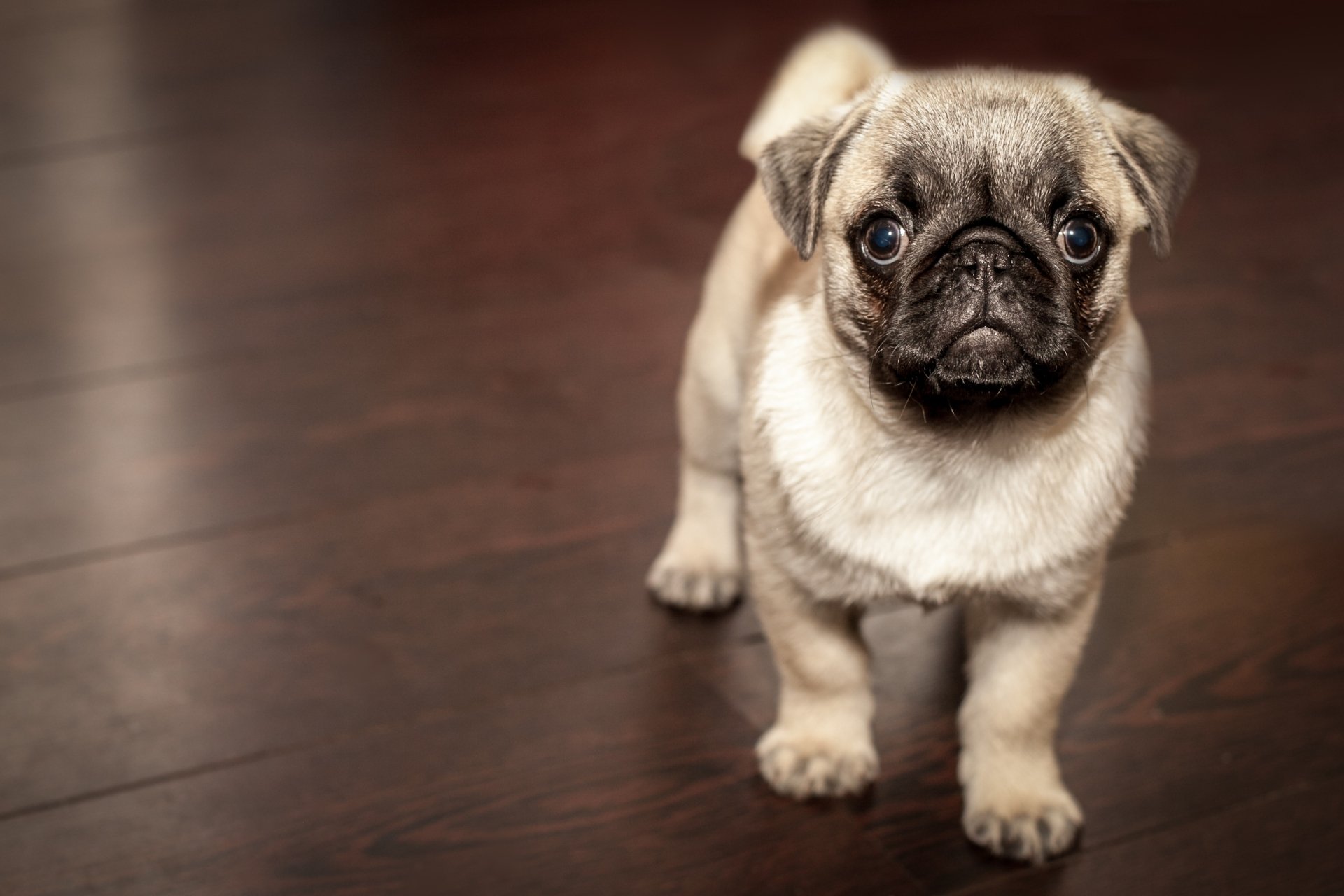 HD wallpaper of an adorable pug puppy standing on a wooden floor, showcasing its cute muzzle and expressive eyes.
